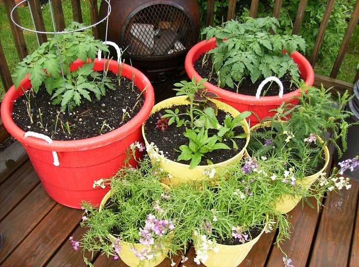 container-gardening-1.JPG